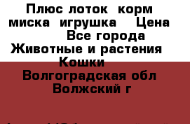 Плюс лоток, корм, миска, игрушка. › Цена ­ 50 - Все города Животные и растения » Кошки   . Волгоградская обл.,Волжский г.